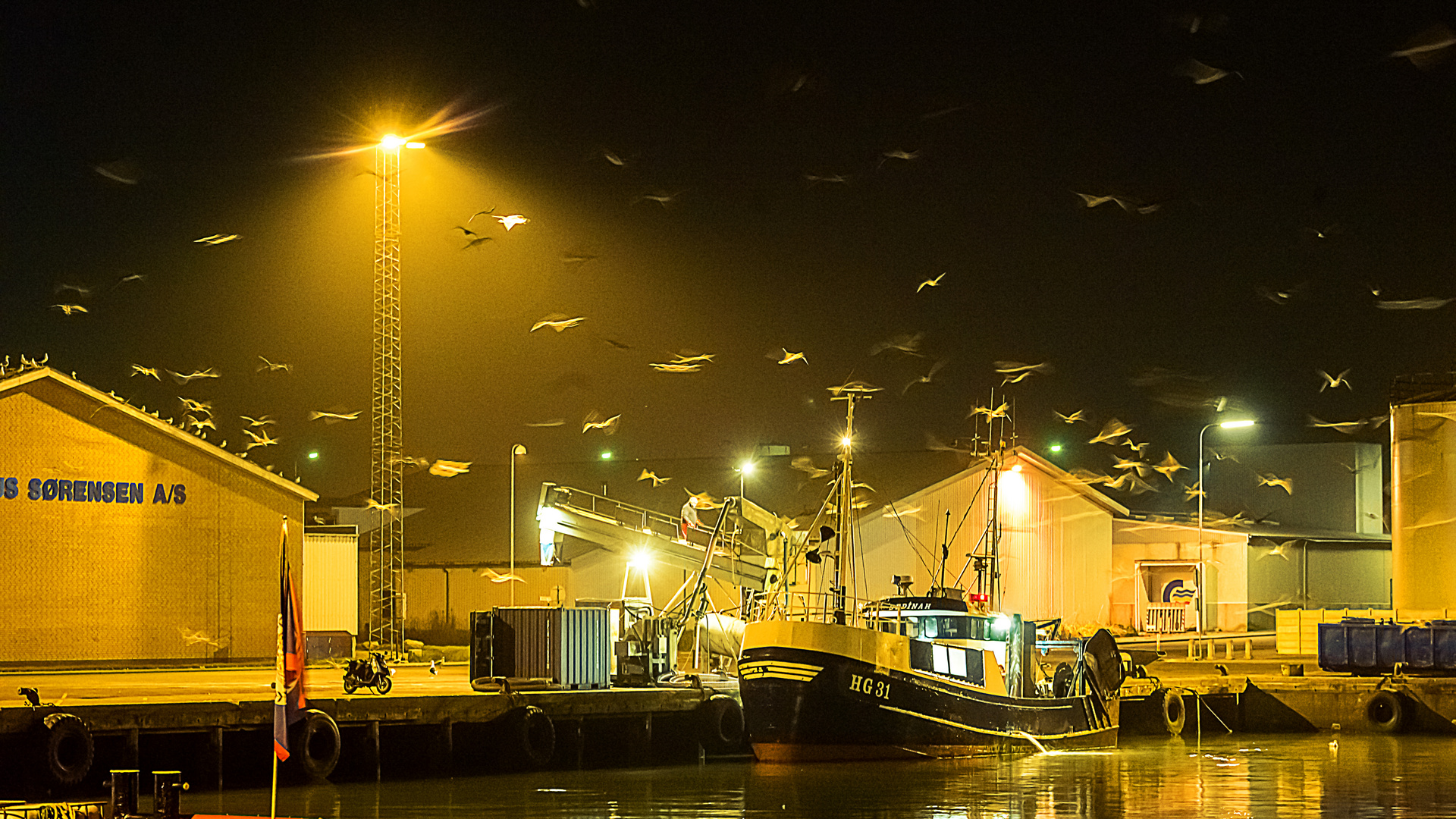 Möwen Nachts im Hafen