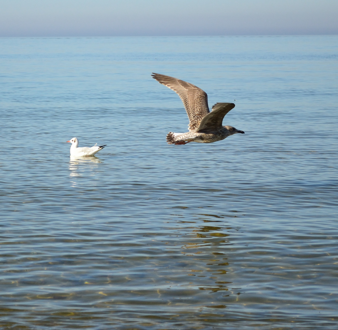 Möwen :) Ostsee in Heiligendamm