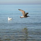 Möwen :) Ostsee in Heiligendamm