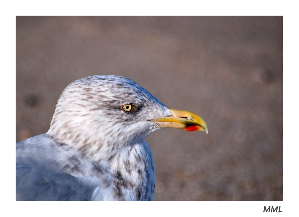 Möwen Portrait