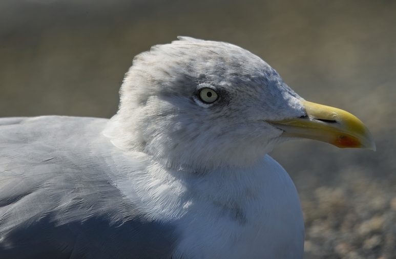 Möwen Portrait