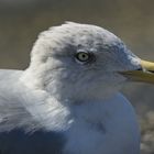 Möwen Portrait