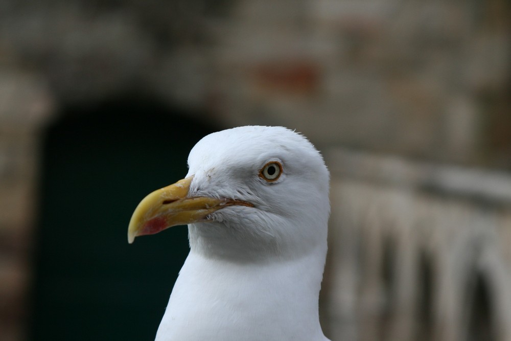 Möwen Portrait