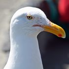 Möwen Portrait