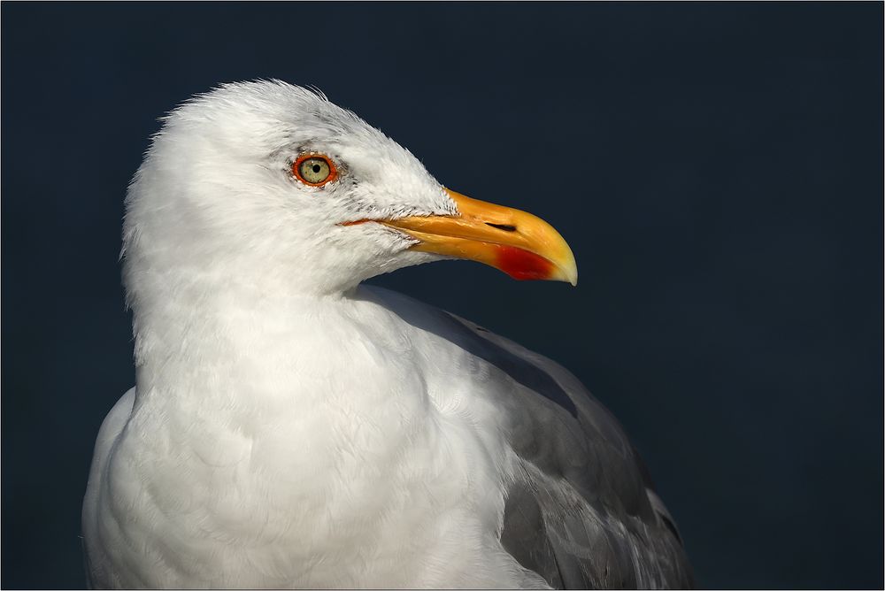Möwen-Portrait...