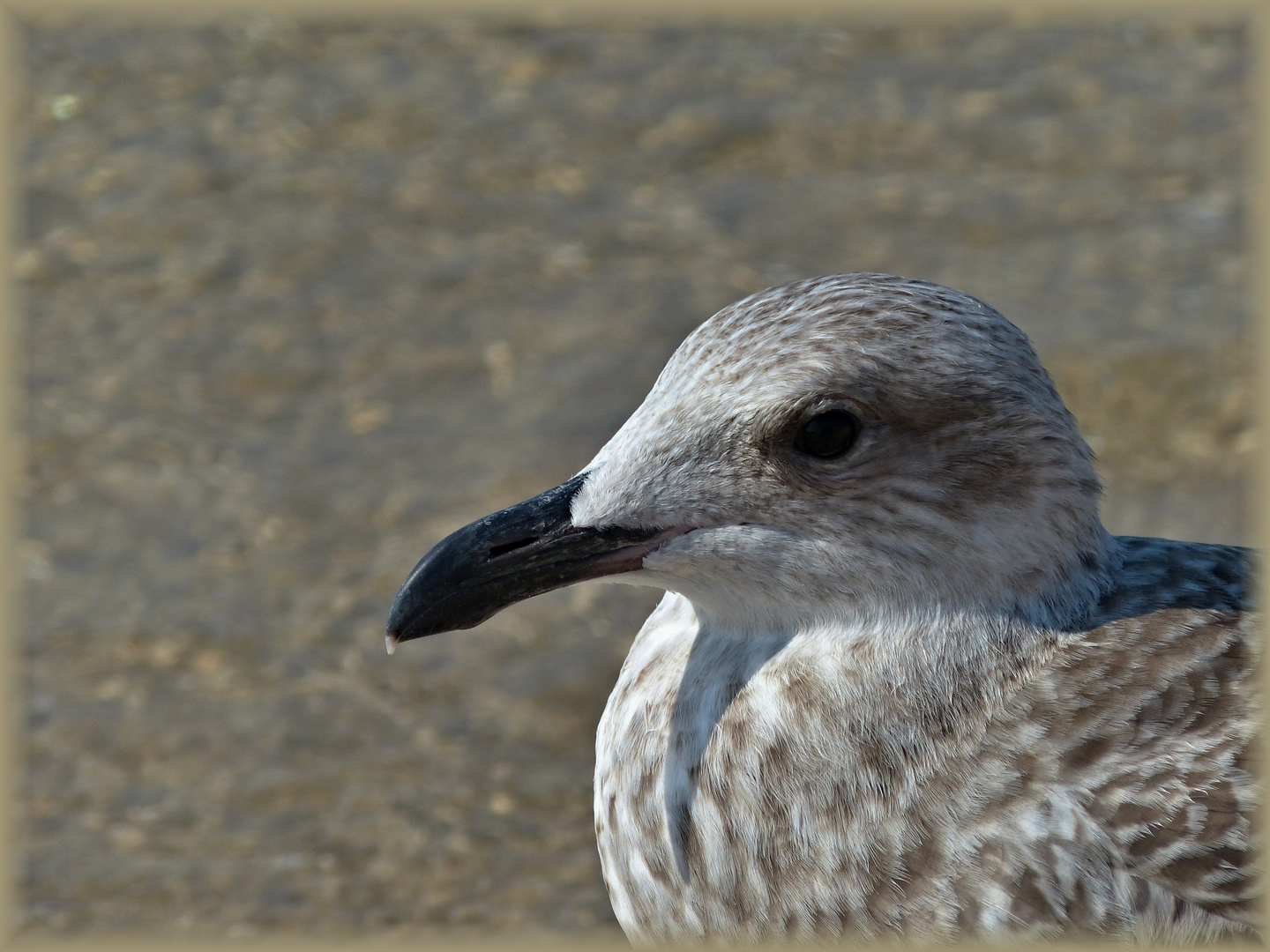 Möwen-Portrait