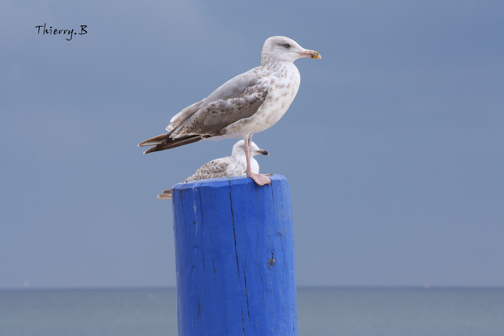 Moewen Posing in Fehmarn