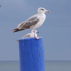 Moewen Posing in Fehmarn