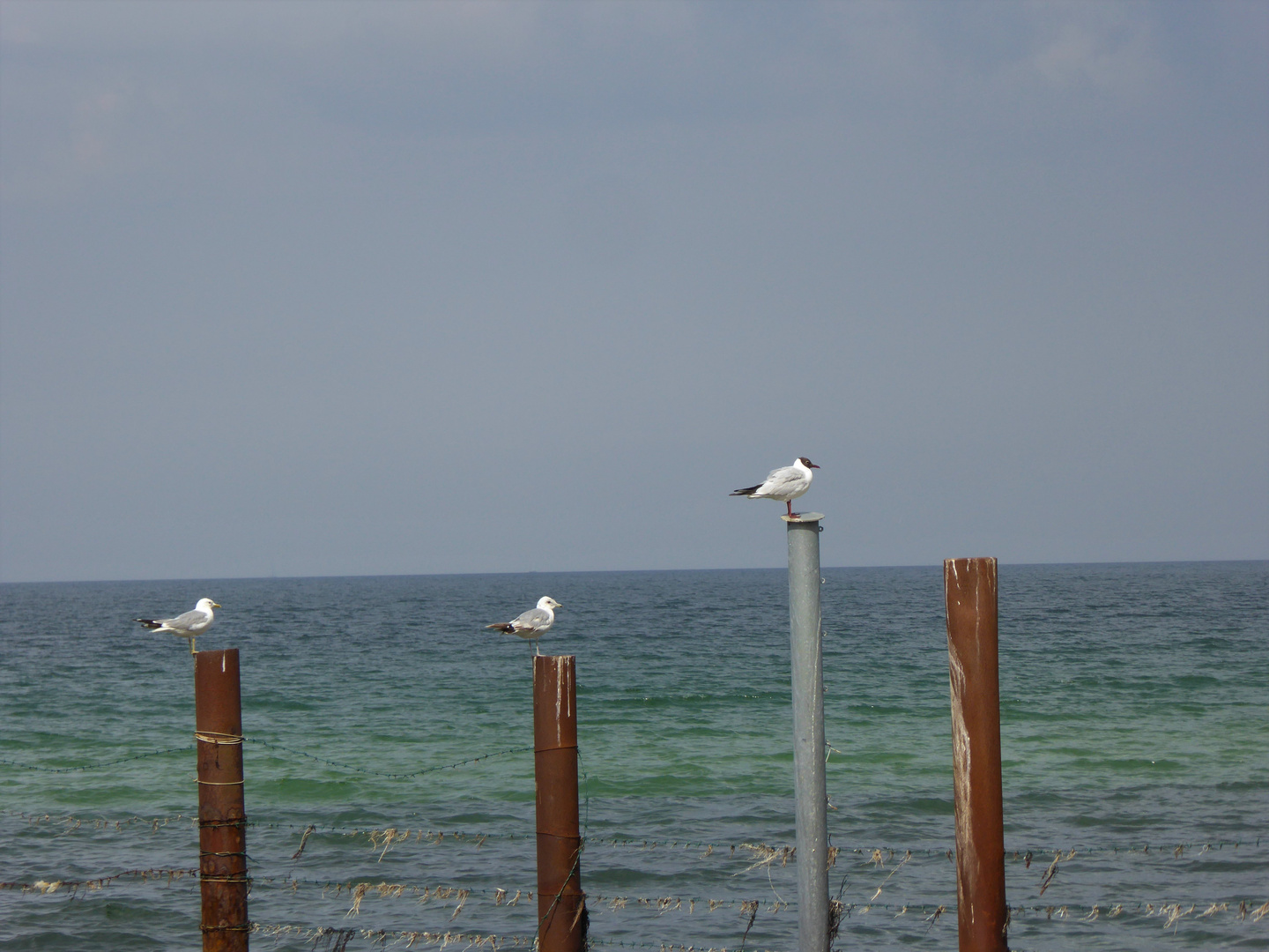 Möwen - Rastplatz in der Ostsee 