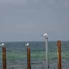 Möwen - Rastplatz in der Ostsee 