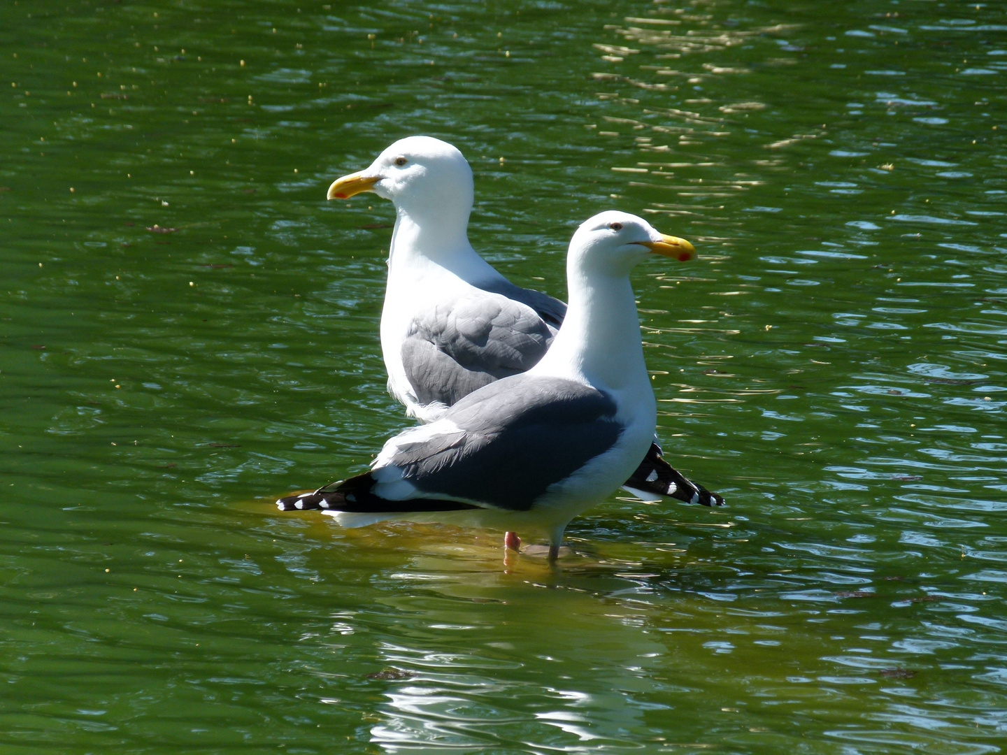 Möwen - Slow Lake, Golden Gate Park, San Francisco