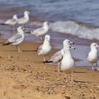 Möwen spazieren an der Chesapeake Bucht