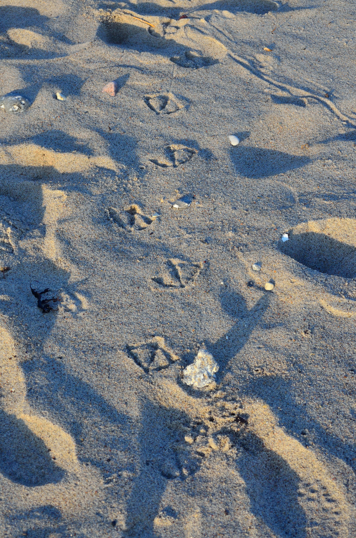 Möwen spuren im Sand