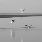 Möwen St. Peter Ording, 2014