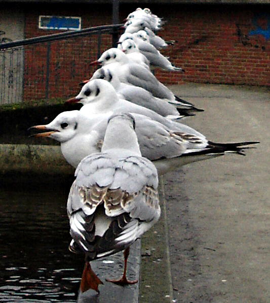 Möwen .... stillgestanden