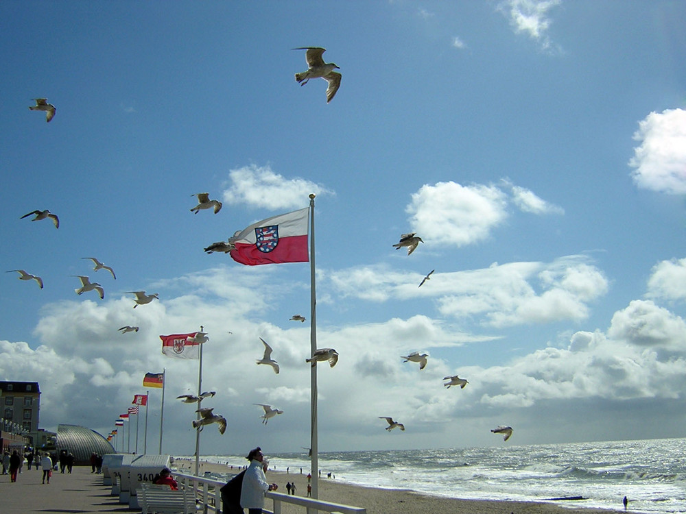 Möwen Strand Westerland Sylt