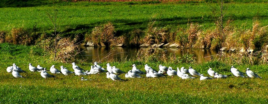 Möwen tanken Sonne auf - Landshut Flutmulde