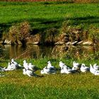 Möwen tanken Sonne auf - Landshut Flutmulde