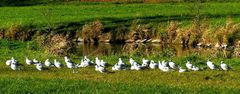 Möwen tanken Sonne auf - Landshut Flutmulde