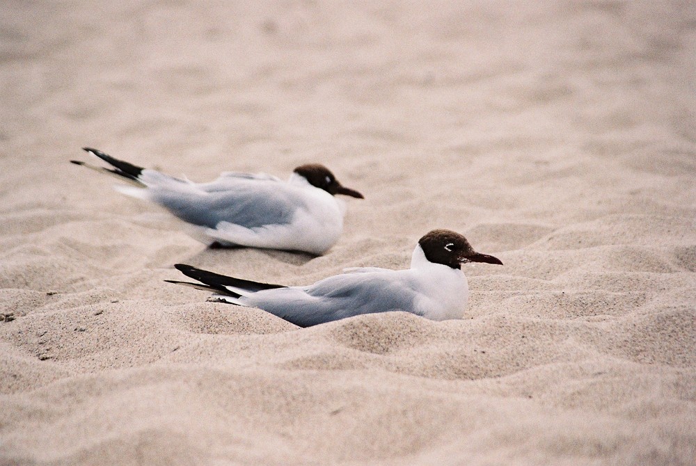 Möwen Timmendorferstrand