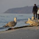 Möwen Treff am Strand 