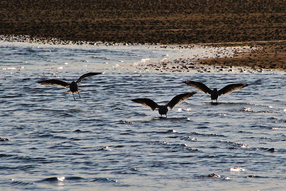 Möwen-Trio beim Anflug ins Wasser