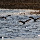 Möwen-Trio beim Anflug ins Wasser