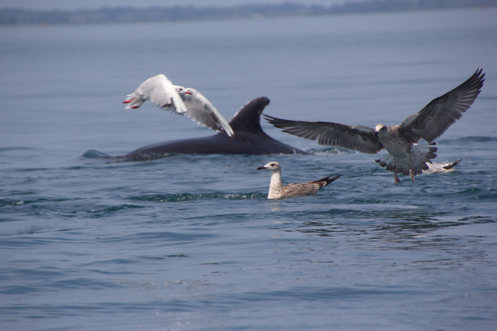 Möwen über Delfin