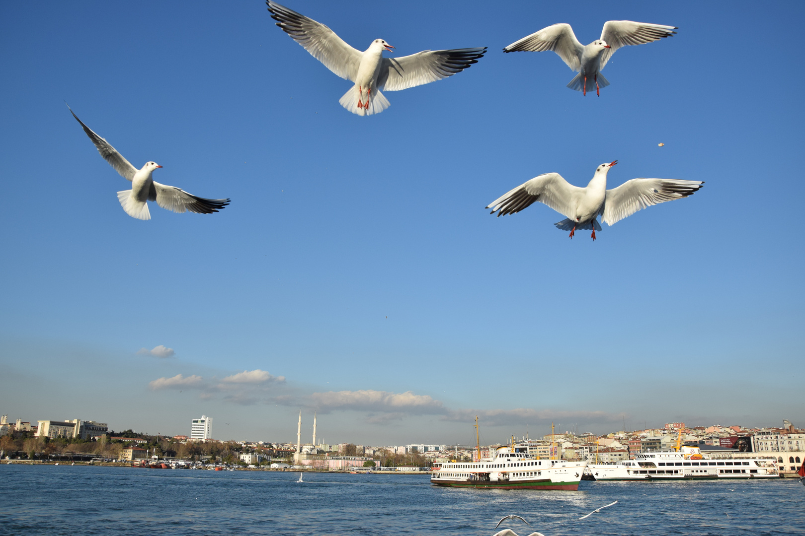 Möwen über dem Bosporus