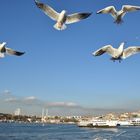 Möwen über dem Bosporus