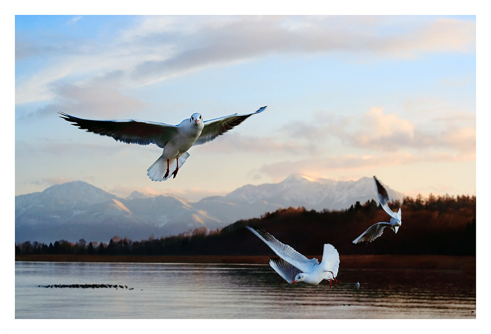 Möwen über dem Chiemsee