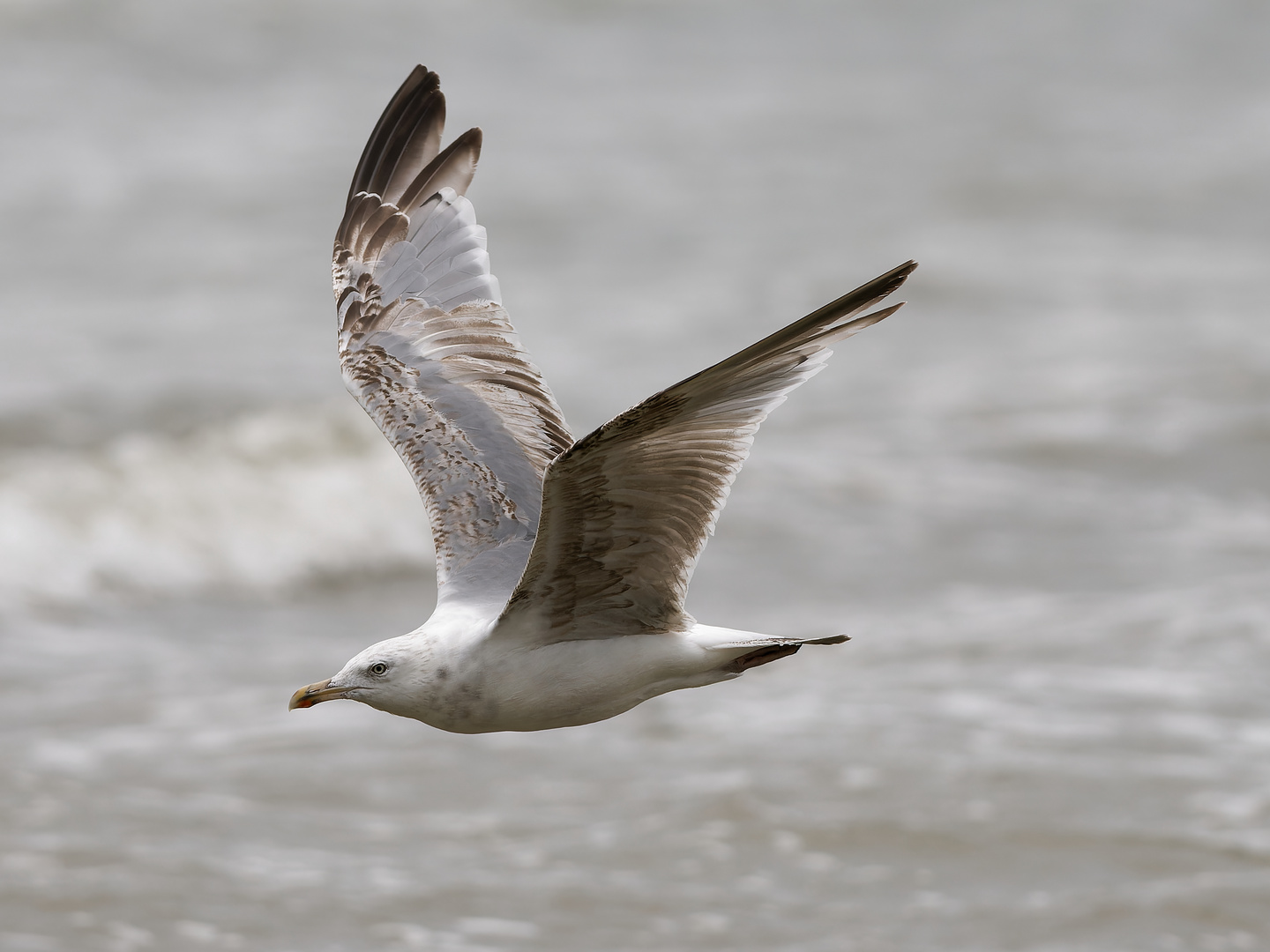 Möwen über der Nordsee 