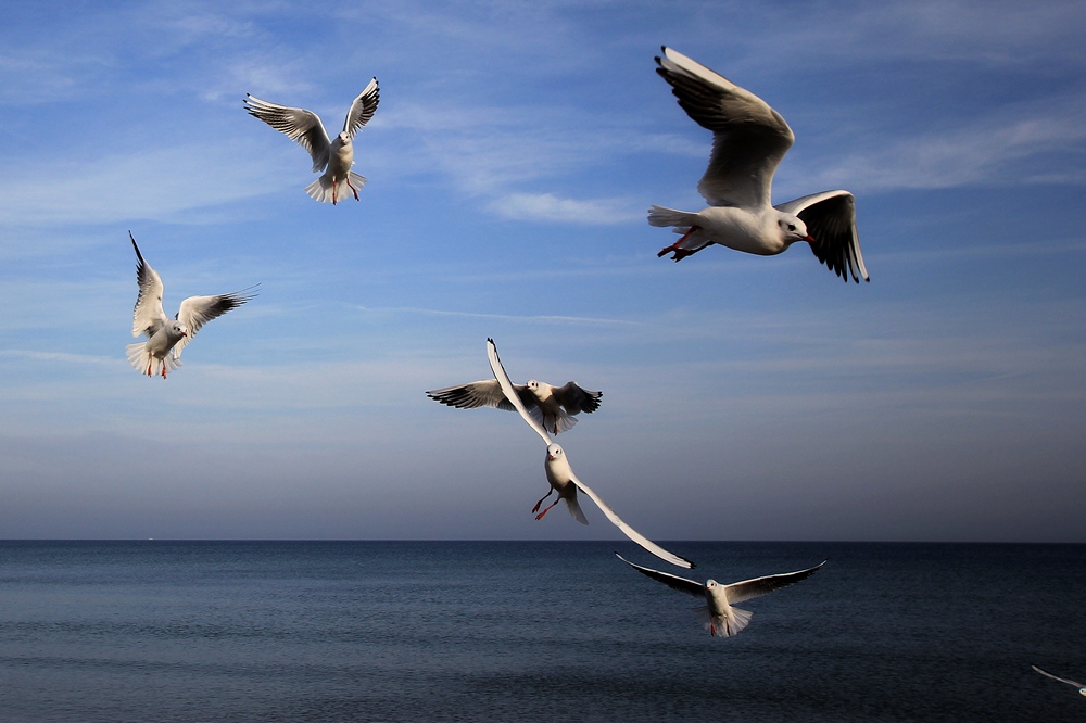 Möwen über der Ostsee