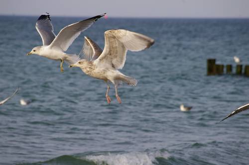 Möwen über der Ostsee