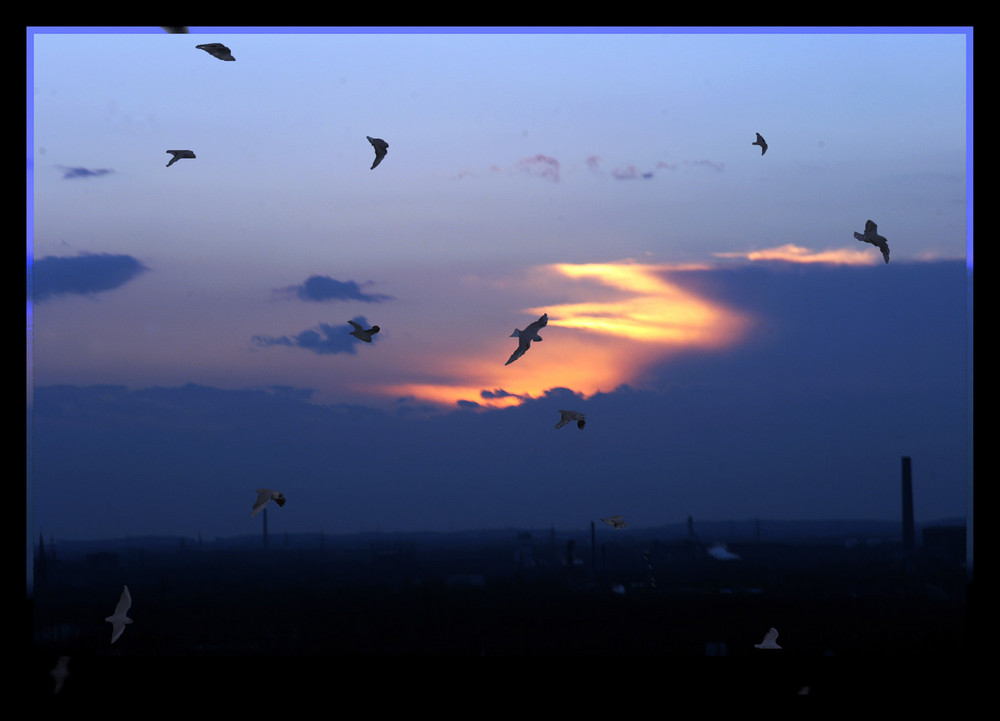 möwen über oberhausen - heute abend