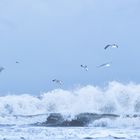 Möwen über wilder Nordsee