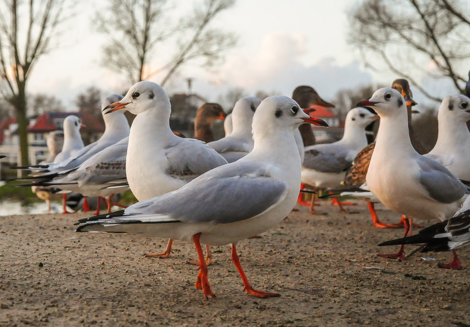 Möwen und Enten 