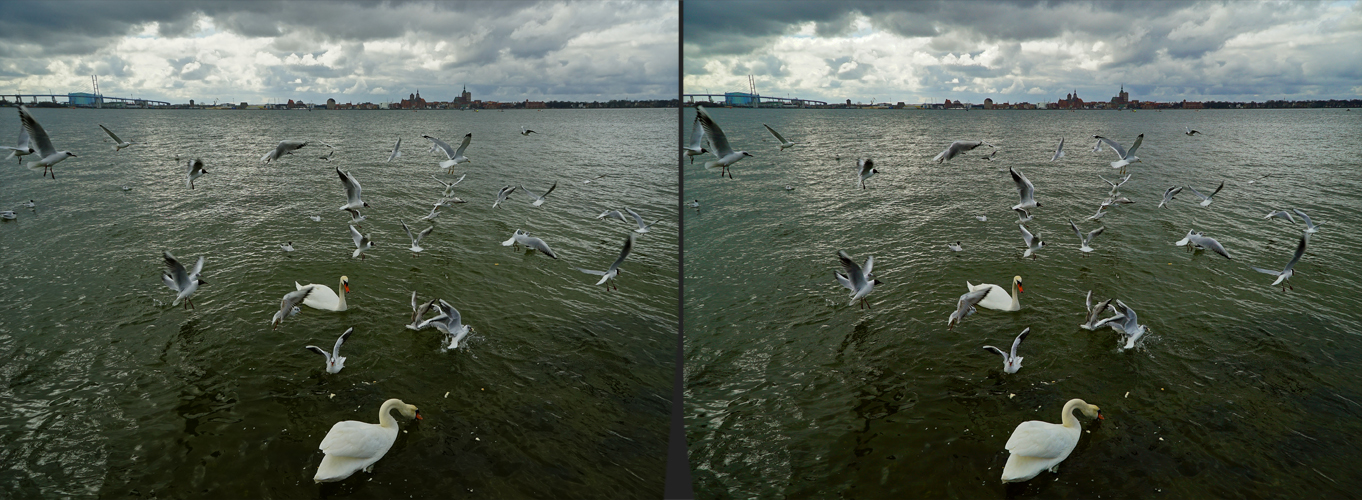 Möwen und Schwäne -  Altefähr / Stralsund (3D-X-View)