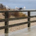 Möwen und Tauben auf Usedom