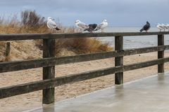 Möwen und Tauben auf Usedom