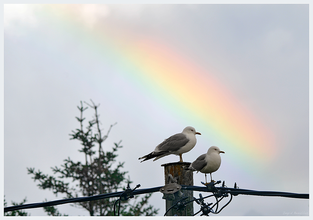 Möwen unterm Regenbogen