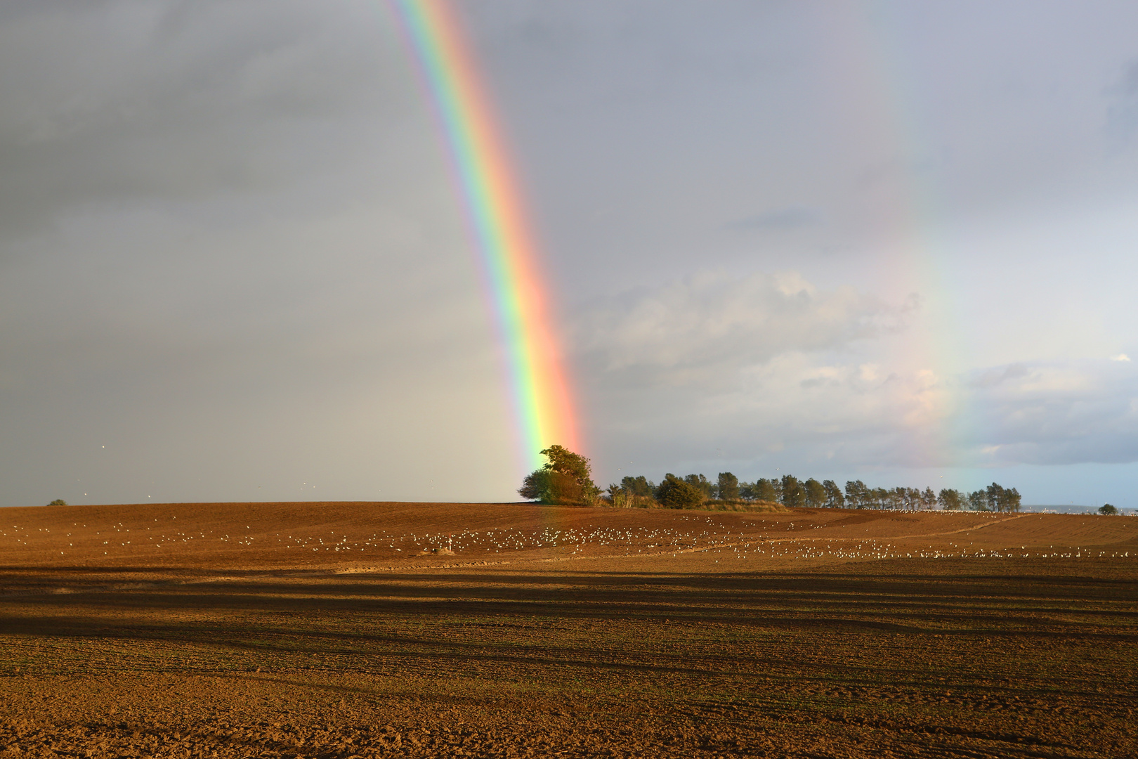 Möwen unterm Regenbogen