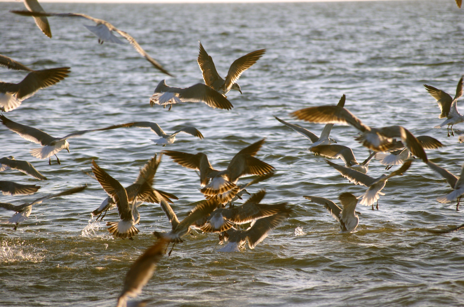 Möwen, Vanderbilt Beach, Florida, USA