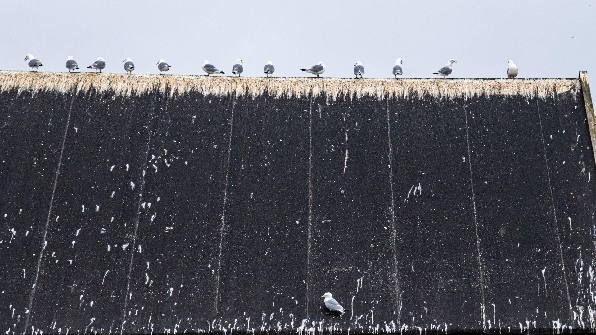 Möwen Vardø Norwegen