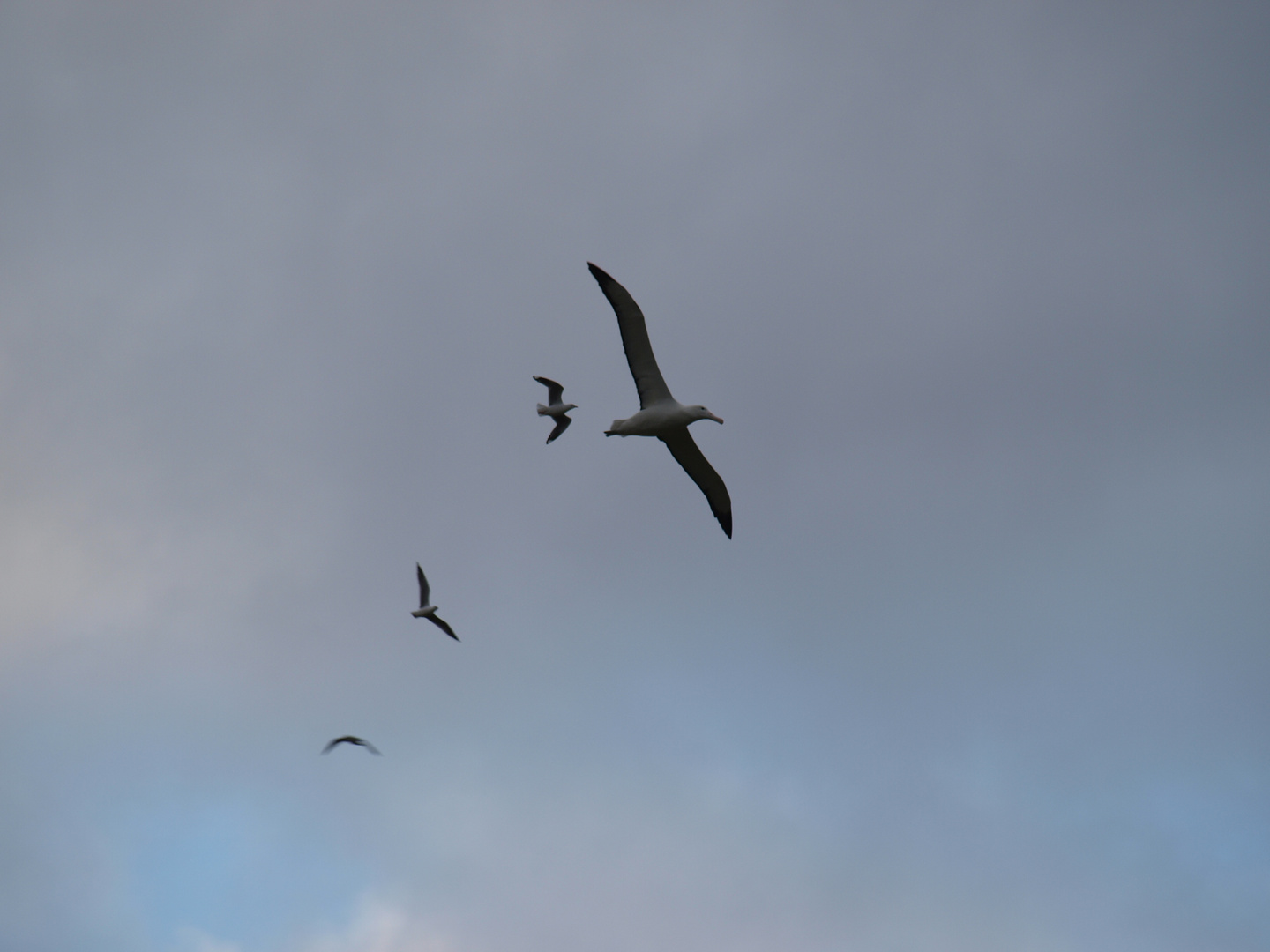 Möwen verfolgen Albatross