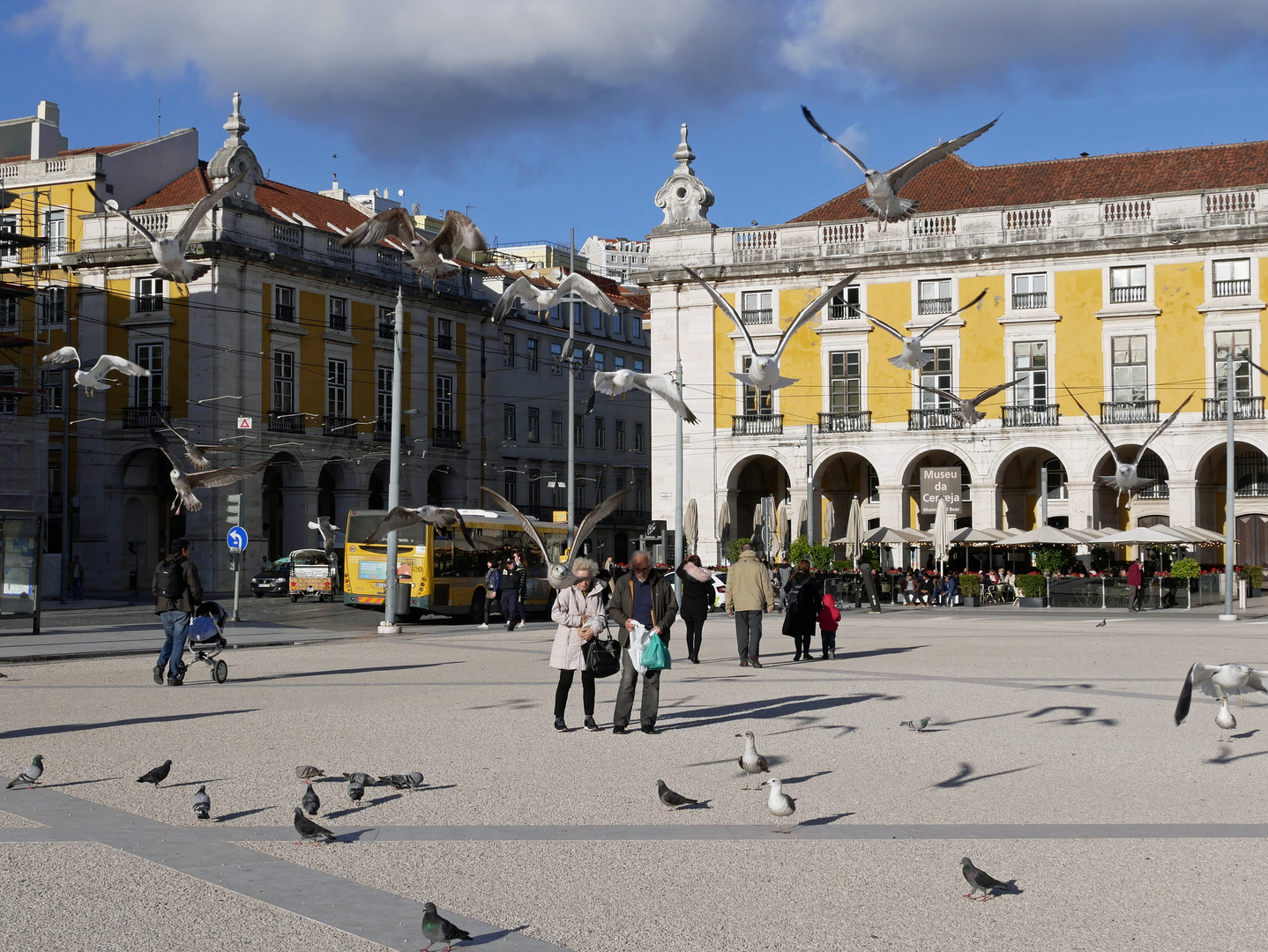 Möwen von Lissabon