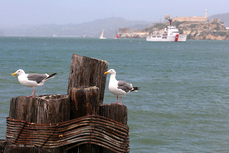 Möwen vor Alcatraz