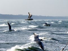 Möwen vor Binz