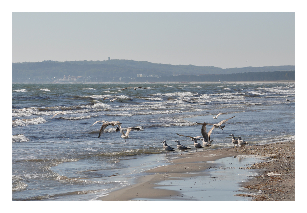 Möwen vor Binz