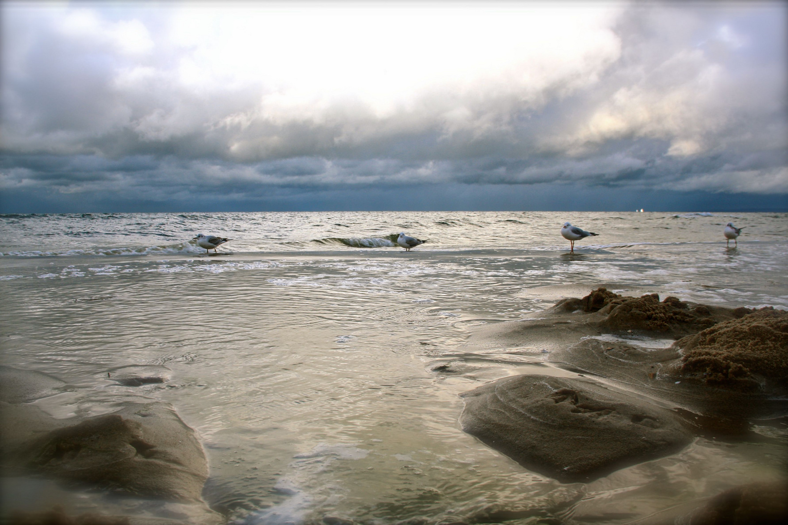 Möwen vor dem Meer